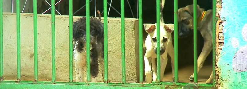 Denúncias sobre abandono de animais triplicam em Teresina (PI)