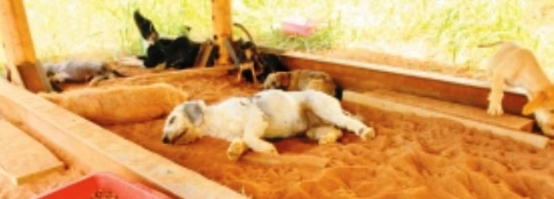 23 cachorros so abandonados no Zanetti