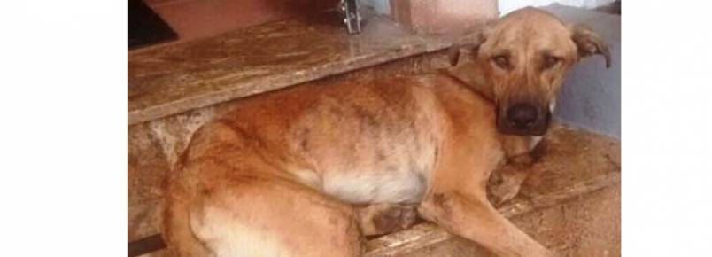 Funcionários de escola se unem para resgatar cão