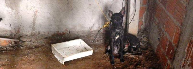 Homem é multado em R$ 9 mil acusado de maltratar três cães em Lins