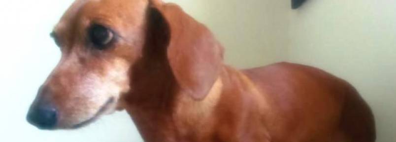 Saúde Animal: Estresse é o principal fator de dermatite por lambedura em cães