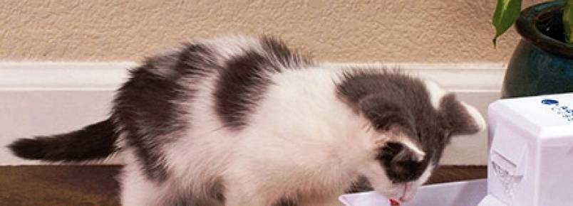 Bebedouro é opção para estimular gatos a beberem mais água