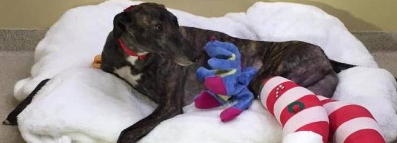 Greyhound que participava de corrida de cães quebra duas pernas por causa do esforço excessivo
