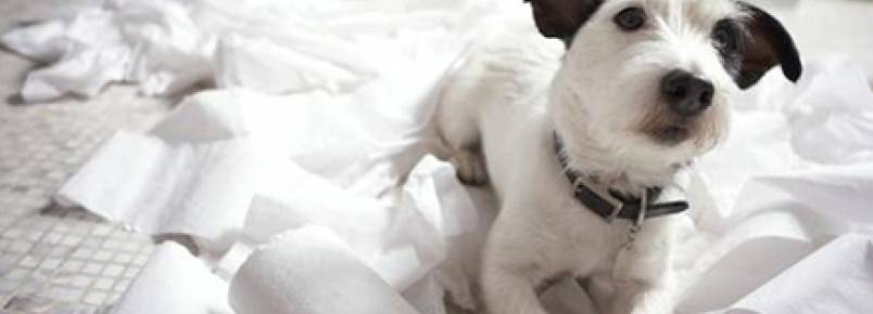 Hábito de comer papel pode provocar bloqueio intestinal em cães