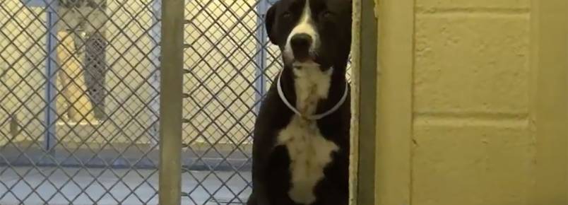 Cachorro não consegue de conter de tanta alegria após ser adotado