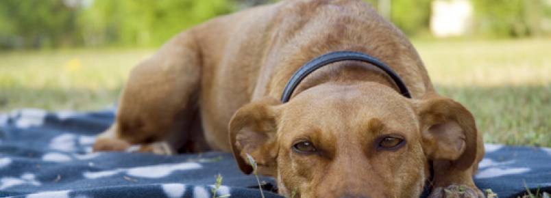 Por que o meu cão ronca?