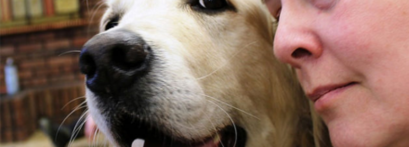 Cães enxergam donos como seus pais