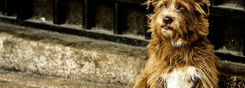 ONGs tentam controlar superpopulação de animais de rua