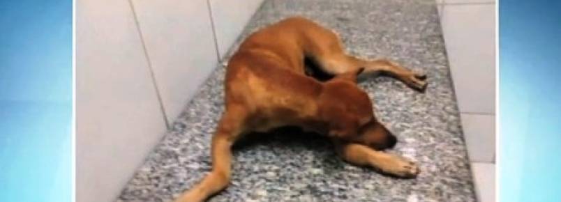 “A punição social tem sido mais severa que a punição da Justiça”, diz presidente de ONG de defesa de animais