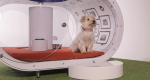 Samsung apresenta uma casinha de cachorro moderna
