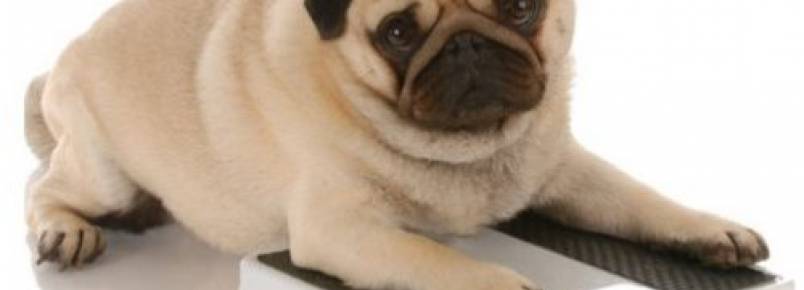 3 sinais que mostram que o seu cachorro está precisando fazer mais exercício