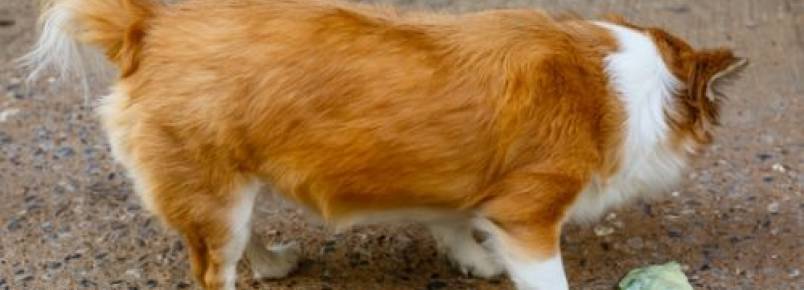5 razões pelas quais seu cão pode vomitar com bile