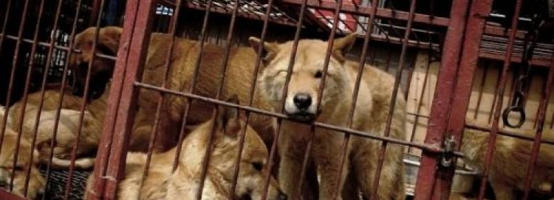Maior mercado de carne de cachorro da Coreia do Sul ser fechado
