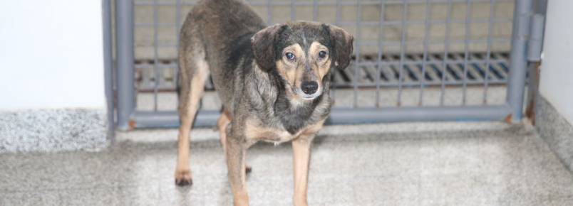 Animais para adoção procuram novas famílias em Brasília