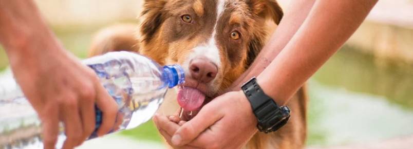 Cães e gatos sentem calor?