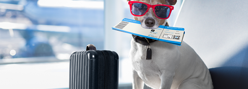 Vai viajar? Estados Unidos mudam regras para ingresso de cães do Brasil