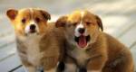 Jovens dão carinho a cães abandonados em Salvador (BA)