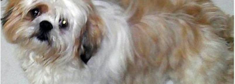 Cachorro de criana foge e famlia lana campanha no facebook para encontrar animal
