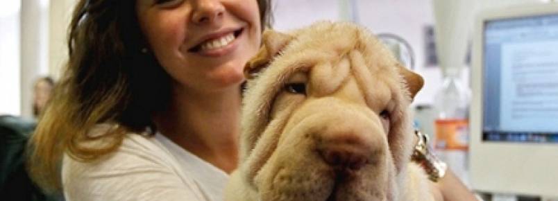 Abrigo leva animais a escritórios para diminuir o estresse dos funcionários
