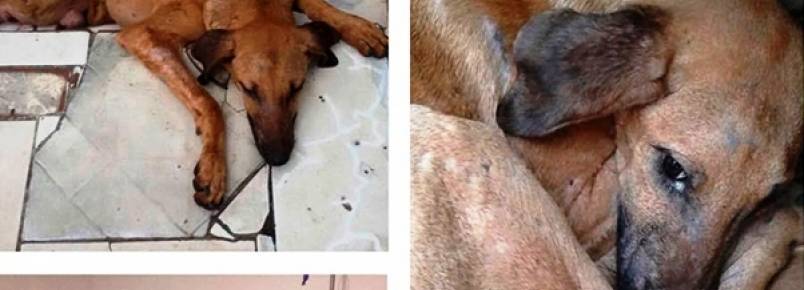 Co atropelado  resgatado por protetora da SOS Animais