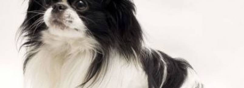 Spaniel Japonês