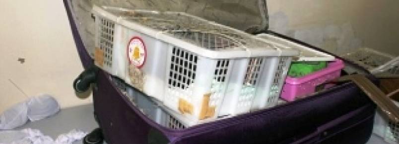 Mulher é presa tentando desembarcar com mais de 100 animais silvestres na mala
