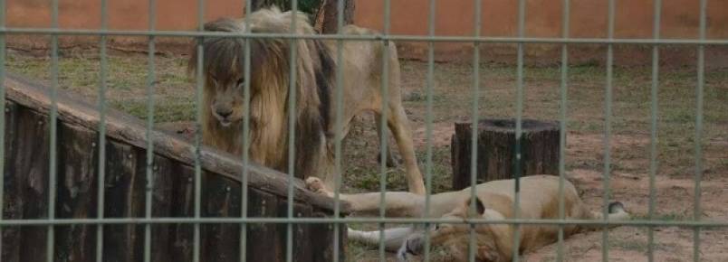  Frequentadores e funcionrios denunciam maus-tratos a animais em zoo de SP  
