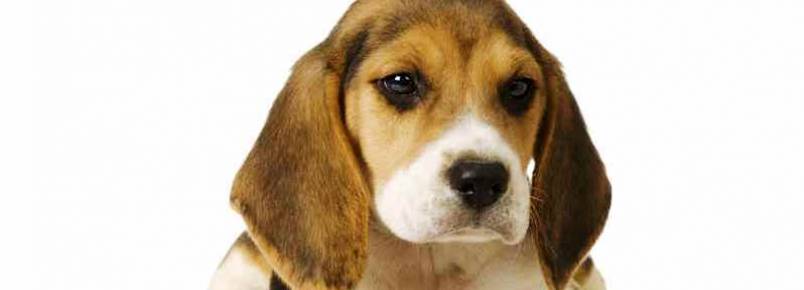 Brasília terá hoje evento para discutir o fim dos testes em animais