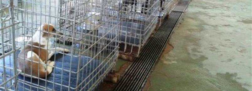 Comitiva visita empresa que recolherá animais abandonados