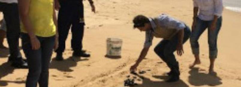 136 filhotes de tartaruga ganham a praia de Piedade