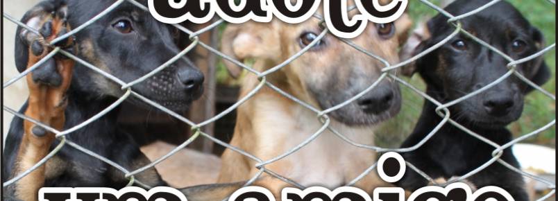 CCZ captura, trata e encaminha animais de rua para adoção