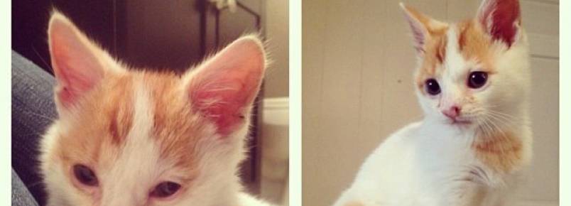Fotos revelam como o amor pode transformar os gatos