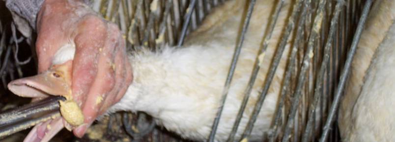 CCJ da Assembleia aprova projeto que proíbe “foie gras” no Paraná