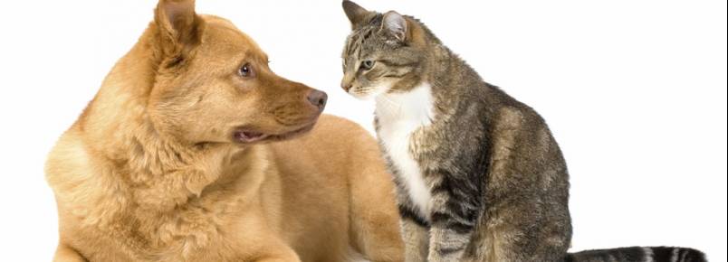 200 cães e gatos correm o risco de ficarem sem abrigo