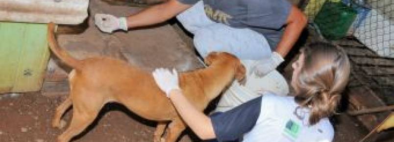 Voluntários zelam pelo bem-estar dos animais
