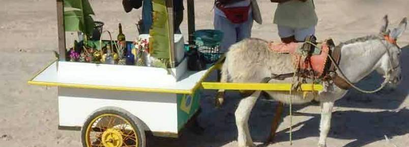 Burro  forado a sustentar bar mvel em Canoa Quebrada (CE)