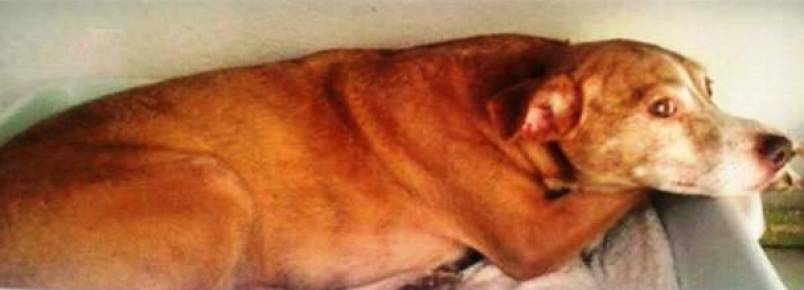 Jornalista de Joinville escreve carta como porta-voz de cão à procura de um dono