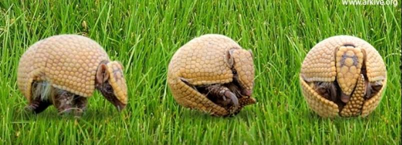 Campanha pede a criação de parque ambiental para tatu-bola