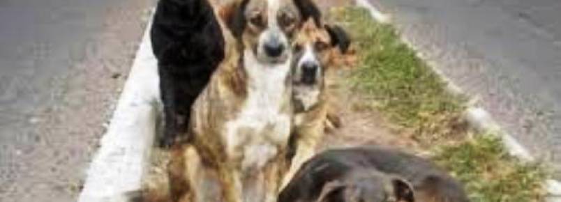 Ativistas denunciam ação de retirada de cães das ruas no Arruda