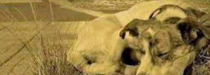 Bombeiros voluntários resgatam animais que estavam abandonados em Salvador