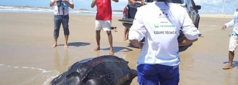 Resgatada Tartaruga-de-couro de quase 300 kg na praia da Pedra do Sal
