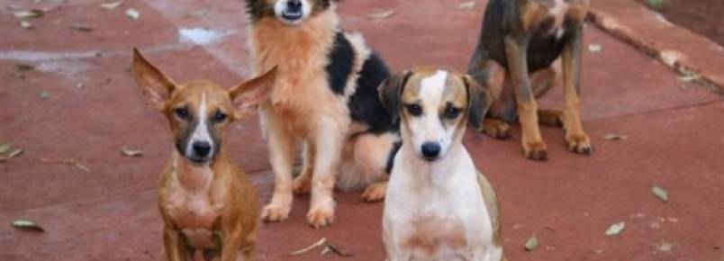 Prefeitura gastará R$ 49,8 mil para castrar animais de rua