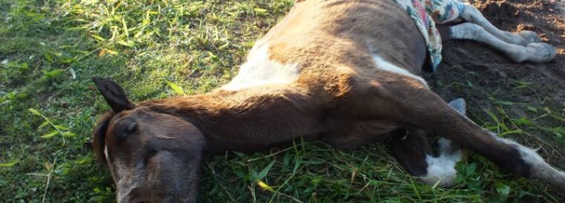 Crime de maus-tratos em animal é registrado na manhã desta terça-feira (05)