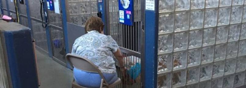 Mulher comove internautas ao ser vista lendo histrias para ces em abrigo de animais