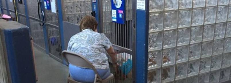 Mulher comove internautas ao ser vista lendo histórias para cães em abrigo de animais
