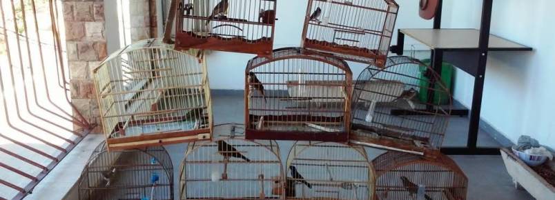 Pássaros silvestres são resgatados em Itapeva (MG)