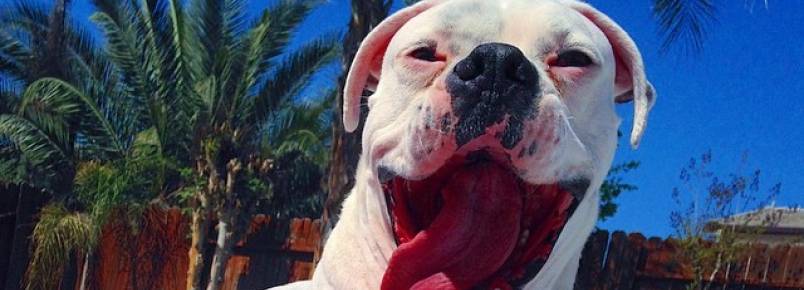 Cachorra que foi abandonada por ser surda encontra lar amoroso