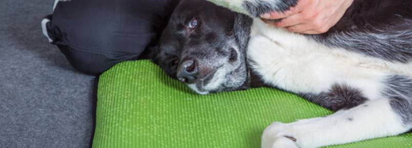 Você sabe como fazer uma massagem no seu cão?