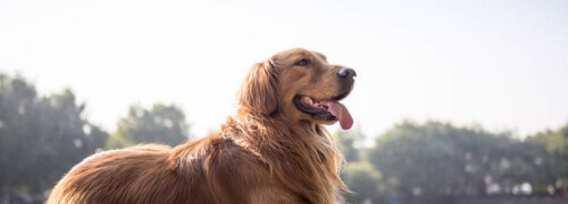 Como saber se o seu cão está bem de saúde observando as suas fezes?