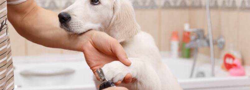 Manicure para cães. Faça em casa!